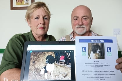 Bere Alston beloved dog missing 