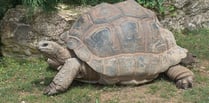 Man interviewed and two more giant tortoises found dead in woodland
