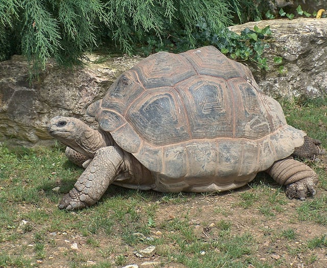 Court date for man following discovery of deceased giant tortoises
