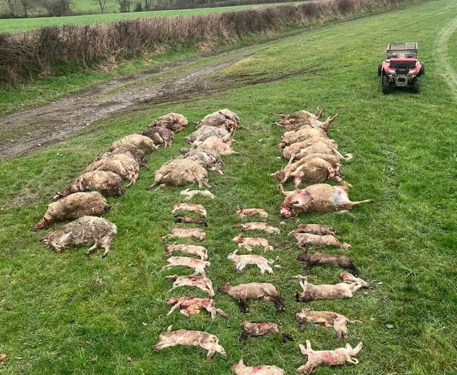 Shock at massacre of sheep at Lamerton farm