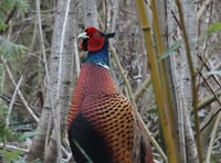 Letter: Pheasants are not the enemy