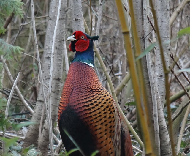 Letter: Pheasants are not the enemy