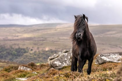 Dartmoor pony petition calls for conservation promise