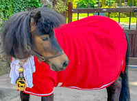 Equine mayor hoofs it to Devon  County Show