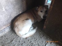 Smallholder admits ill-treating more than 200 dogs