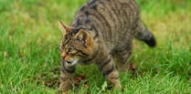 Is the wildcat set to make a comeback in Devon?