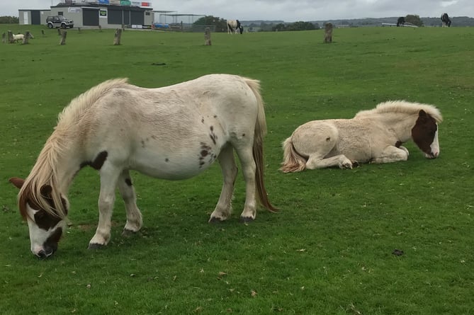 Police are asking for more information about alleged attempted pony thefts in West Devon.