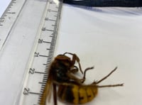 Hornet spotted in Tavistock