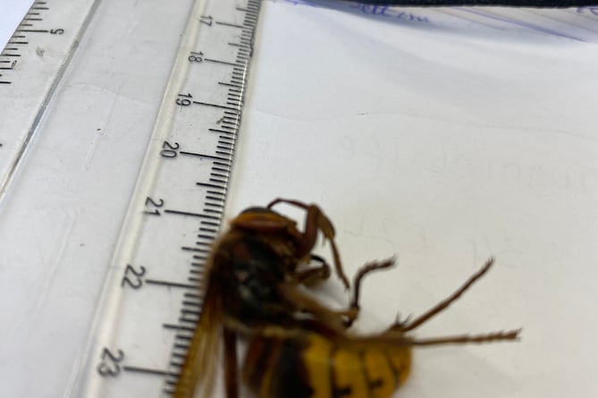If you spot an Asian Hornet report it to the authorities because it kills honey bees. The European Hornet kills wasps.