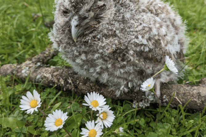 A baby owl is in safe hands after being rescued in Tavistock.