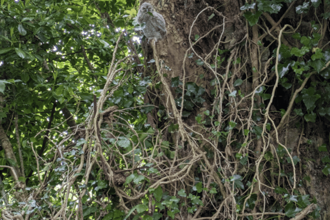 Injured baby owl perched in Tavistock woodland.