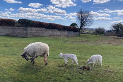Police appeal for witnesses in lamb theft case