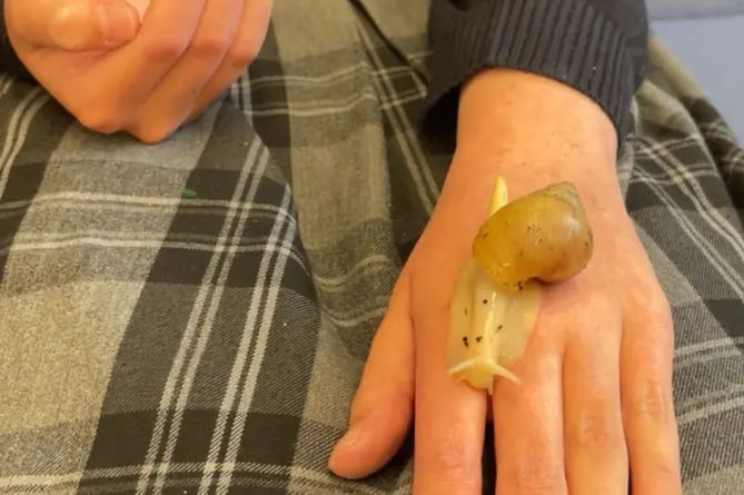 The newest additions to Tavistock College role are baby giant land snails to support students and attract more library users.