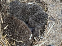 Five hedgehogs rescued 