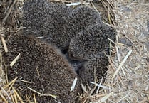 Five hedgehogs rescued 