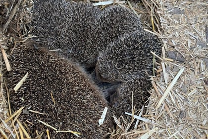 Five hedgehogs rescued 
