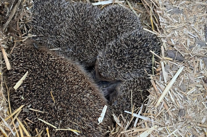 Greatfield Hedgehog Rescue.