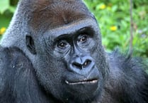 Oldest silverback gorilla in UK dies in Devon zoo