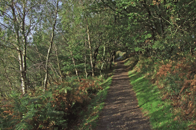 Autumn in Teign Gorge, from Hunter's Path passing through copse