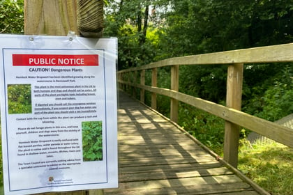 Deadly plant in Tavistock park
