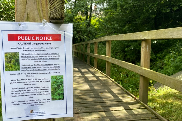 People enjoying Bannawell Park in Tavistock are warned about the dangers of picking hemlock.J