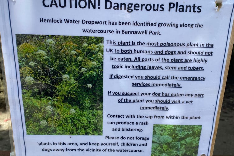 People using Bannawell Park in Tavistock are advised not to touch hemlock which can be harmful if the stem is broken.