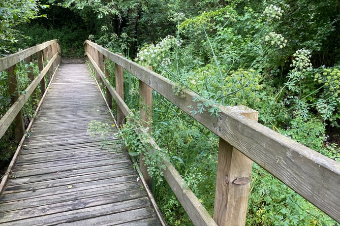 Bannawell Park has potentially harmful hemlock next to one of the bridges