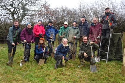Crowdfunder launched to plant 34,000 trees on Dartmoor