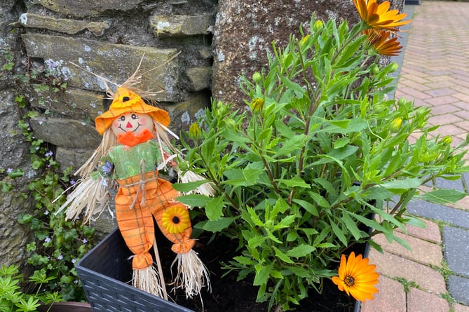 Small is beautiful - Bere in Bloom's mini-scarecrow.