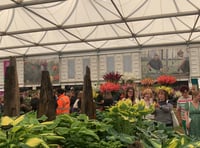 Sticklepath nursery achieves success at three RHS shows