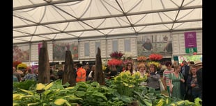 Sticklepath nursery achieves success at three RHS shows