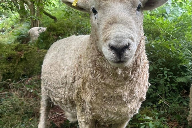 The flock of Devon and Cornwall Longwools are loving life on the 14 acres near Sampford Spinney