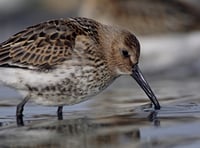 Dartmoor bird conservation survey 