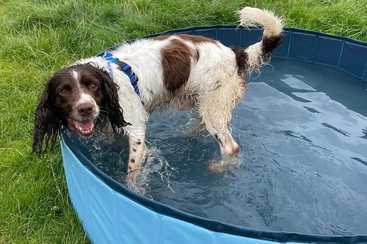 A happy spaniel cooling down during the heat in a paddling pool at Margaret Green Animal Rescue.