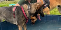 Dogs keeping cool in the heat