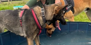 Dogs keeping cool in the heat