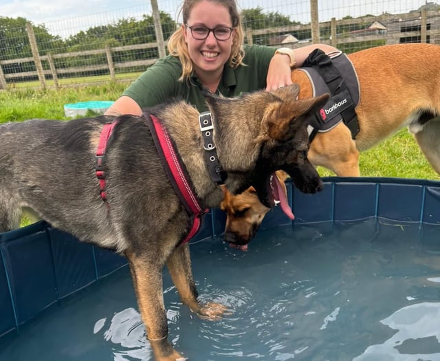 Dogs keeping cool in the heat