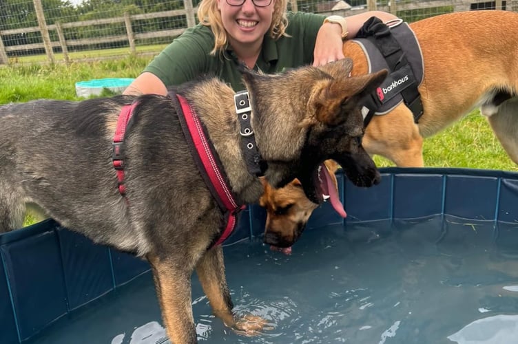 Dogs Nyla, left, and and Brian enjoy the special paddling pool during the mini-heatwave with the help of staff at Margaret Green Animal Rescue