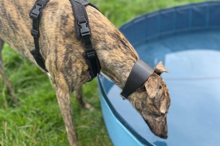 Hazel the whippet keeping cool at Margaret Green Animal Rescue during the heat. 