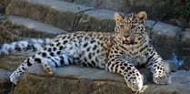 Dartmoor Zoo set to welcome rare Amur leopard