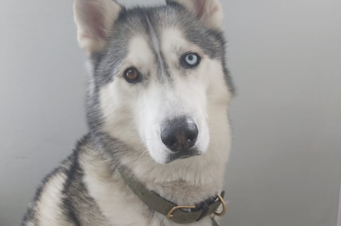 Meet The Team - Archie - Office Floof