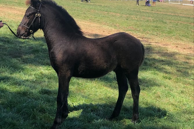 Lizzie the foal