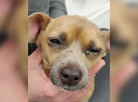 Dog cruelty on rise in Devon