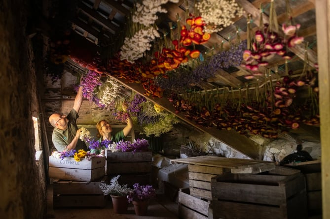 Hanging the flowers to dry below the rafters