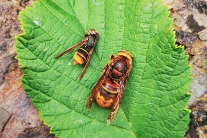 Harmful hornet alert