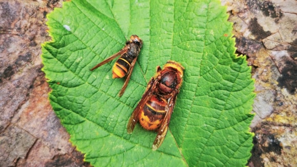 The larger harmful Asian Hornet pictured right next to its harmless European relation.