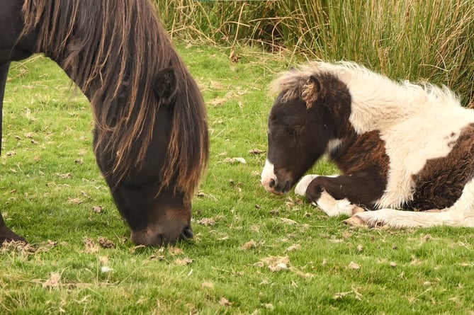 Two Dartmoor ponies grazing - volunteers for a new wildlife warden scheme are needed.