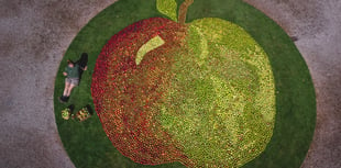 Picture-perfect apples for Cotehele's weekend apple extravaganza