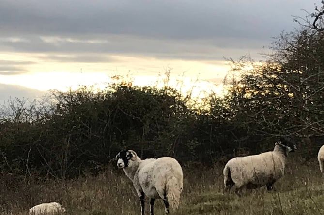 Wild sheep on Dartmoor