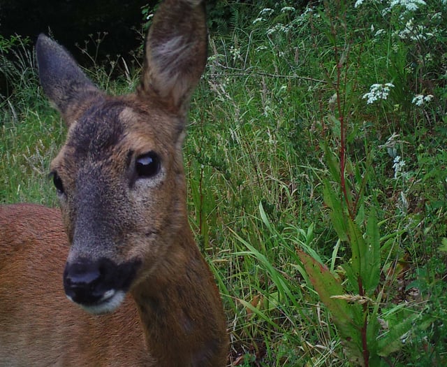 Damage prompts deer cull on the Cotehele estate